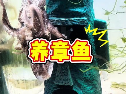 养章鱼是种什么体验! #海洋生物 #章鱼 #私人海洋