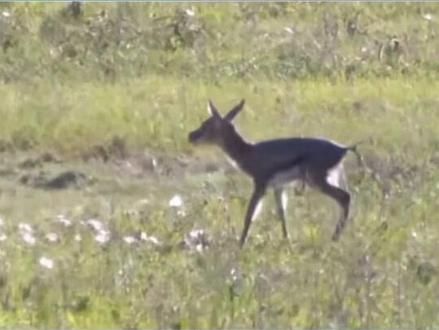 刚出生十多分钟的瞪羚羊就被斑马一脚踢死