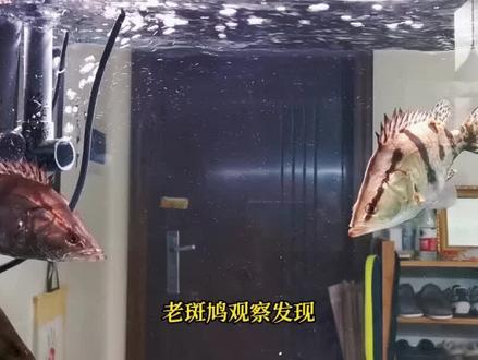 鳜鱼颜色经常发黑,究竟是什么原因影响的呢? #鱼缸养鳜鱼 #老斑鸠钓鱼 #鳜鱼颜色