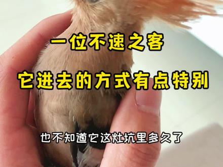 #我的乡村生活 #奇妙的动物 #新农人 这位不速之客原来叫戴胜鸟,竟然还是以色列的国鸟,在中国也有着祥和、美满的寓意@无穷小亮的科普日常 也科普过,它可不是啄木鸟哦。@抖音小助手 @热门小助手 #神奇动物在抖音