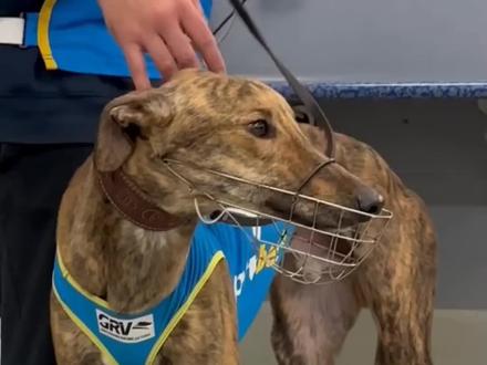 澳洲格力犬和爱尔兰格力犬并没有绝对的“好坏”之分,两者的差异主要源于培育方向和适应场景,选择哪类更合适,取决于具体需求。以下从核心特点对比分析:
1. 血统与培育方向
- 爱尔兰格力犬:作为格力犬(灵缇)的传统产区之一,爱尔兰培育更侧重“传统赛道性能”,尤其擅长中长距离(400-600米)赛事,血统中保留了更多稳定的耐力基因,性格相对沉稳,奔跑时节奏控制感强。
- 澳洲格力犬:早期引入爱尔兰、英国等地血统后,结合本地赛事需求优化培育,更偏向“短距离爆发”,在300-500米短距离赛道中表现突出,肌肉爆发力和启动速度经过针对性强化,整体更适应快速冲刺的场景。
2. 赛事表现侧重
- 若关注中长距离耐力与稳定性(比如600米以上赛事),爱尔兰格力犬的血统优势更明显,历史上在欧洲长距离赛事中夺冠率较高。
- 若侧重短距离爆发力与速度(比如400米以内短道),澳洲格力犬经过本地化选育,更符合短距离赛事的竞技需求,近年在澳洲、亚洲短道赛事中表现亮眼。
3. 适应场景
- 爱尔兰格力犬:除了赛事,因其性格较温和、耐力好,也更适合作为伴侣犬或参与耐力相关的运动(如 lure coursing 诱饵追逐赛)。
- 澳洲格力犬:因爆发力强,更适合专业短距离竞速赛事,作为工作犬(赛犬)的功能性更突出。
总结
如果是为了短距离竞速赛事,澳洲格力犬的针对性培育优势更明显;如果是中长距离赛事或兼顾陪伴,爱尔兰格力犬的综合适配性更优。两者都是优质格力犬血系,核心差异在“专项能力”而非“品质高低”,最终看具体用途和偏好。 #澳洲格力犬 #爱尔兰格力犬 #格力犬爱好者 #格力犬