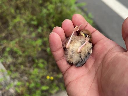 连续两天从这里路过都碰到它,但是我不会把你带回家 #奇趣动物 #科普知识 #vlog #动物世界 #黄腾鸟