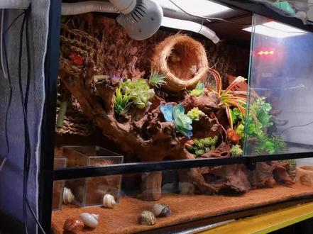 想不出骚话#寄居蟹 #寄居蟹的日常