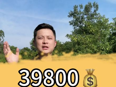 JoJo同款西高地弟弟#西高地白梗 #西高地 #成都西高地 #西高地价格 #西高地jojo