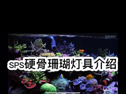 这期分享硬骨缸的三种灯.视频转载优酷,现在还有多少鱼友在使用卤素和T5#海水鱼珊瑚 #海水缸 #珊瑚缸 #珊瑚 #海缸趣事 #海缸日记 #硬骨珊瑚 #海水鱼缸