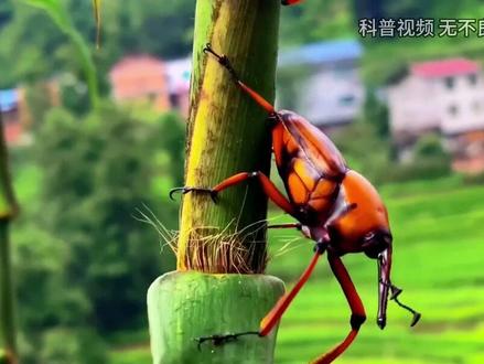农村常见的竹象,不仅能玩还能吃,为什么越来越少了? (1)#竹象 #竹象虫 #竹子 #内容启发搜索