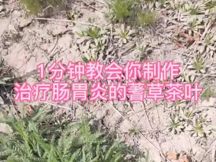 它还有个名字叫做:中华蓍草,中华锯草,亚洲千叶蓍草#中华蓍草
