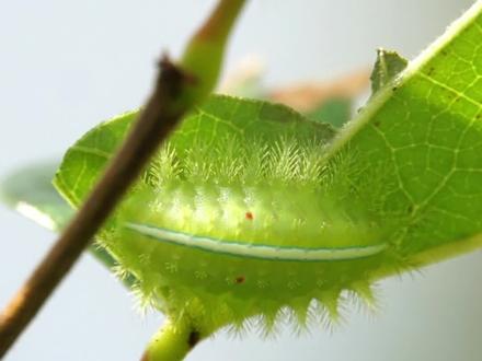 洋辣子的一种,扁刺蛾爆发了,大家要小心他们的蛰毛,不要去接触他们,自然会有园林工人来打药的。#动物 #昆虫 #科普 #大自然