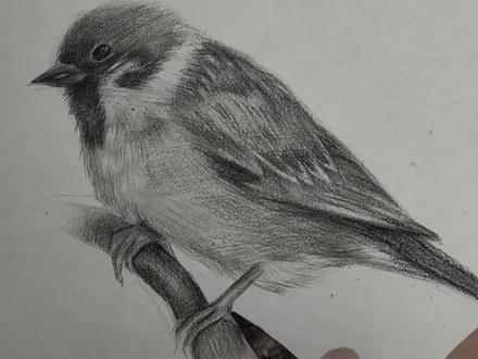 素描小麻雀,你学会了吗?#素描 #零基础学画画 #绘画教程 #素描教程 #教程 #素描动物 #抖音小助手