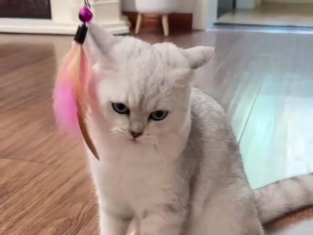 用ai生成宠物视频带货全流程#萌宠出道计划 #AI #电商 #爆款工具 #自媒体创业