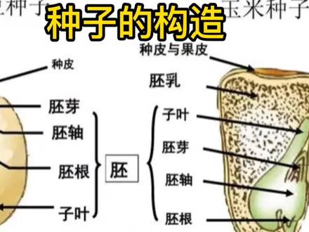 蚕豆种子和玉米种子的构造