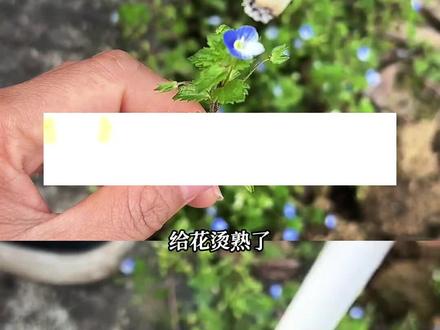 祝刷到这条视频的你健康平安!#阿拉伯婆婆纳 #野花 #花语 #健康 #科普