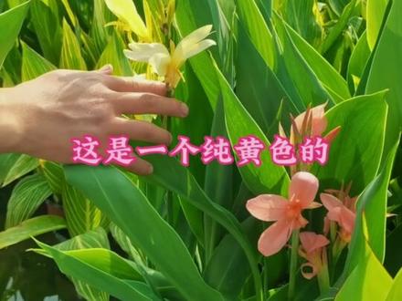 美人蕉盆栽挺水植物#阳台小院均可种植 #庭院植物 #抖音助农 #盆栽地栽#别墅庭院植物