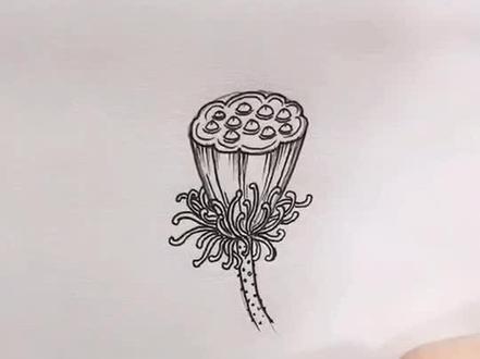 莲蓬及花苞的大致画法。#日常教画 😘@抖音小助手