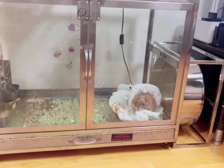 土拨鼠好不好养、看看就知道了