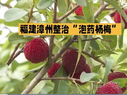 福建杨梅协会会长恳求给果农生路:希望大家不要一棍子打死,杨梅事件被曝光后,当地订单急剧减少,部分省份甚至“一刀切”禁入,严重滞销
近日,福建漳州龙海区的部分收购点违规使用“甜味剂”和“违禁防腐剂”浸泡杨梅,被媒体曝光。