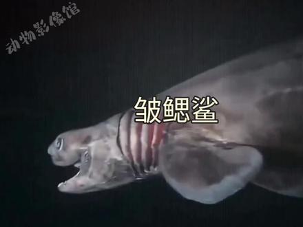皱鳃鲨:海洋里最古老的鲨鱼 #科普动物知识 #保护动物 #活化石 #保护海洋环境 #鲨鱼