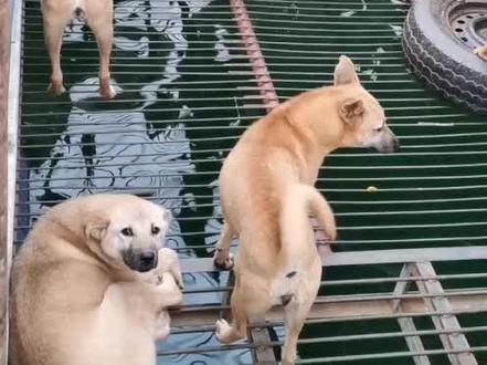 才华是刀刃,辛苦是磨刀石#狗是人类最忠诚的朋友 #萌宠 #户外