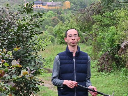 ”天葵“是一种怎样的植物?农民俗称”老鼠屎“,挖给大家认识下