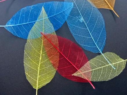 用树叶制作唯美的叶脉礼物!也可以当做书签哦!#创意美术 #创意手工 #创作灵感 #叶脉书签 @抖音小助手