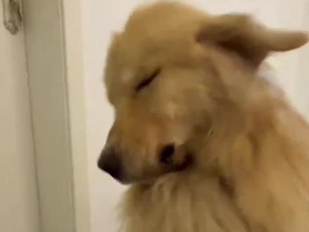 狗子犯错别再打了,用狗界脏话教育它#养狗经验分享 #新手养狗 #养狗日常 #狗子成精了#萌宠出道计划