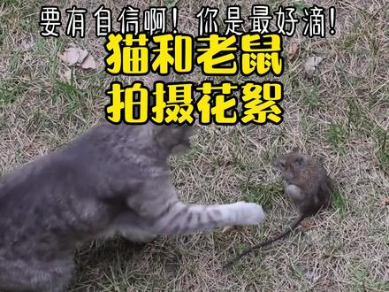 #狸花猫 猫抓老鼠的视频是怎么拍的?#解密 #迷惑行为大赏