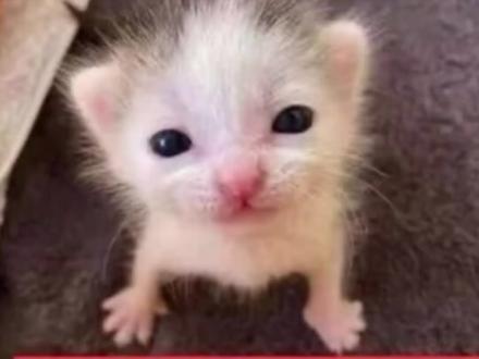 表情包搜图秘籍 #猫猫 #表情包 #meme猫 #可爱