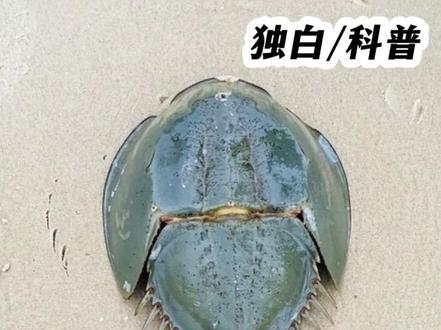 中华鲎:人类用我的血保护了整个世界,但请别因此夺走我的世界。#动物世界#第一人称视角#动物独白#神奇动物在抖音#动物科普