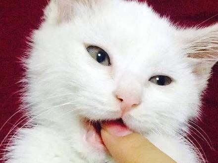 猫咪打人怎么教育?#家有萌宠 #猫咪的迷惑行为 #猫咪 #家有萌宠 @抖音小助手