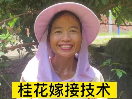 #抖音助农 #我的乡村生活 #嫁接技术 #桂花 金桂银桂丹桂你们最喜欢那种桂花的香味呢🥰