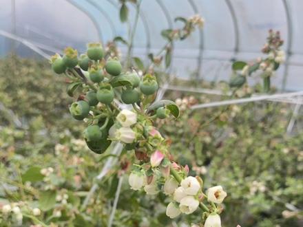适合南方露天自己北方暖棚种植的市场主力军~L11,新手勿追新!#蓝莓 #蓝莓种植 #蓝莓苗 #蓝莓技术服务