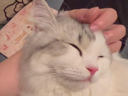 小猫咪第三眼睑
后来问医生说是它自己翻出来的没关系
但真的好丑啊🫣#记录猫咪日常 #我的小猫咪 #猫咪第三眼睑 #小奶猫的点点滴滴 #委屈的小眼神