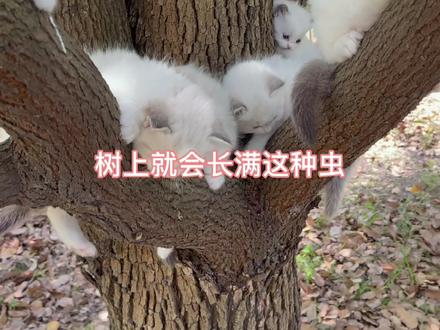 我家后院树上长满这种猫猫虫,一旦黏在身上,很难下来,遇到它们,一定要离的远远的。#布偶猫 #小奶猫 #喵星人
