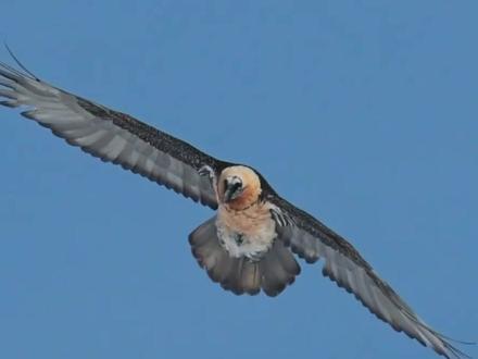 生吞大棒骨,它不会卡嗓子吗? #博物君的微科普 #胡兀鹫 #秃鹫 #高山兀鹫 #猛禽 @抖音科普