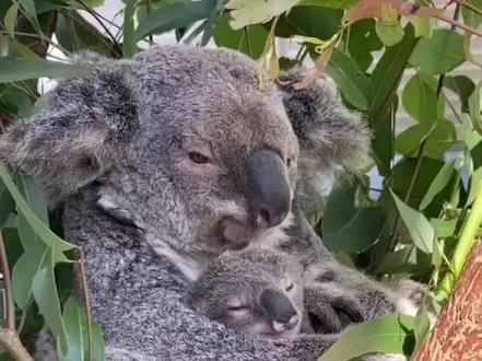 带你认识各种动物叫声#动物成精 #农村萌宠 #动物趣事搞笑 #萌宠日常记录 #动物随手拍