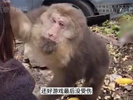 2024年最先塌房的竟然是猴子 #猴子 #动物园 #动物 #娱乐评论大赏 #猴绳 #人性