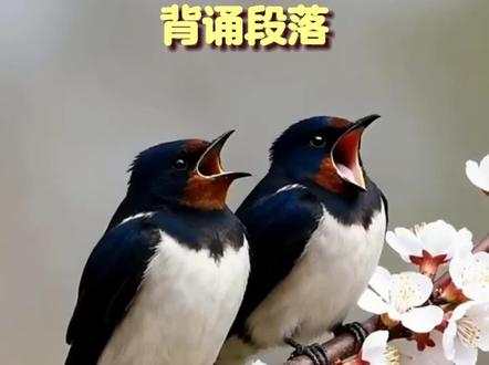 《燕子•背诵段落》三年级语文下册必背课文 #小学语文#小学必背#三年级课文#寒假预习#家长收藏孩子受益