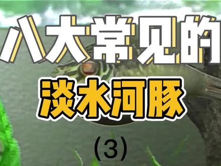 #水族 #科普一下 #观赏鱼 你知道哪些淡水河豚鱼?
