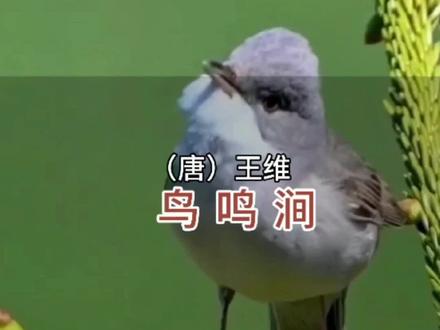 (第2集)小学语文,五年级下册语文园地
二日积月累《鸟鸣涧》
课文朗读
#小学语文#课文朗读#课文动画#古诗词