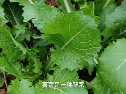 蔓菁是一种野菜#野菜