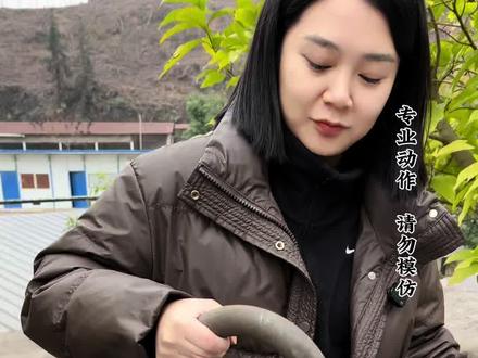 黑龙江粉丝寄来“减震压缩大弹簧”,锻打2把斩切刀,弹簧钢果然是公认的锻刀好材料#打铁老手艺#传统手工菜刀#乐山铁匠世家#手工刀制作#弹簧钢菜刀
