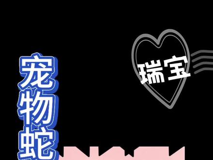 宠物蛇的喂食方法#玉米蛇#黑王蛇 #牛蛇#束带蛇#猪鼻蛇