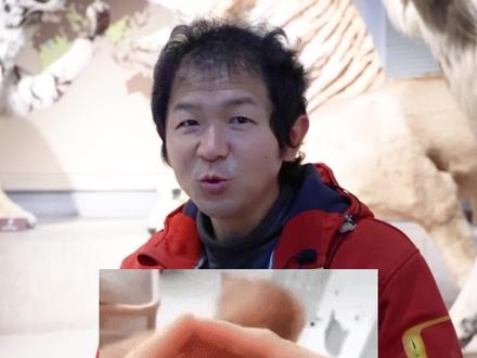 疫情在家,你可以在家撸虎,让别人羡慕去吧!#科普 #萌宠 #老虎