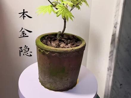 燕尾蝶的花 日本枫树 金隐 嫁接 可转让