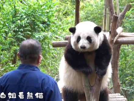 哈哈!花花朝爷爷点头示意:快喂啊!花花你这是在给爷爷上课吗😂😂😂#大熊猫和花 #国宝熊猫 #熊猫 #来这吸熊猫 #奇妙的动物