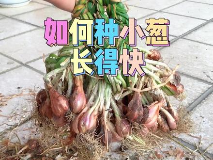 8月,又到种小葱的季节,用葱头种植简单又快速!
#种植小技巧 #家庭种植 #葱头 #小葱 #火葱
