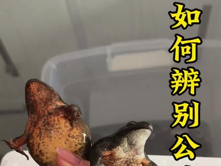 科普东北林蛙与母蛙的区别以及名字#东北林蛙