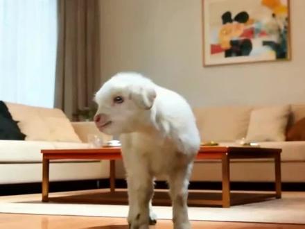 跳舞的羊#萌宠 #萌宠出道计划