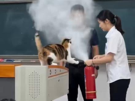 猫咪:不用你教我也会用灭火器 #AI创作浪潮计划 #猫咪 #三花猫 #猫咪的迷惑行为 #校园里的猫