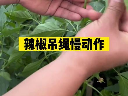 辣椒吊绳慢动作#三农 #农业技术
